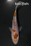 4.25" OCHIBA SHIGURE