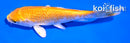4" YAMABUKI OGON