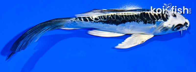 6" KIKOKURYU BUTTERFLY