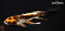 8.75" BENI KIKOKURYU BUTTERFLY