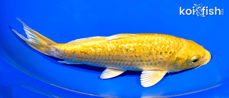 7.5" GINRIN YAMABUKI OGON