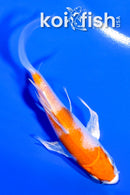 4.5" HARIWAKE BUTTERFLY