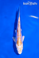 4.5" DOITSU LEMON HARIWAKE