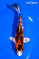 5.5" YAMATO NISHIKI