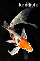 6.75" YAMATO NISHIKI BUTTERFLY