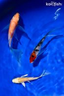PACK OF (3) 4-5" BUTTERFLY KOI
