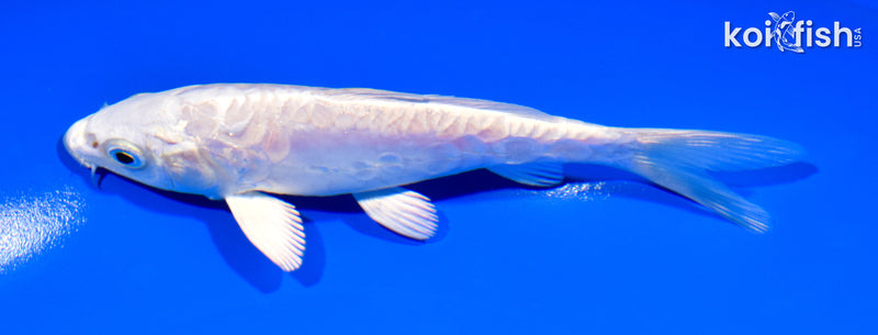 5.5" ARAGOKE PLATINUM OGON