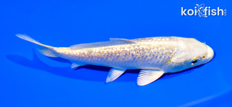 5.25" GINRIN YAMABUKI OGON