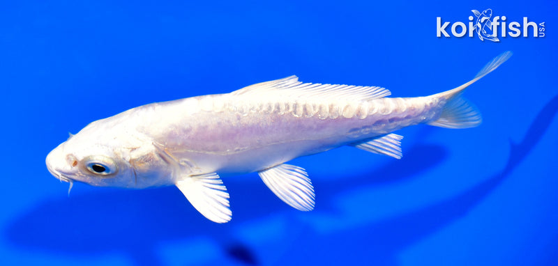 5" DOITSU GINRIN PLATINUM OGON