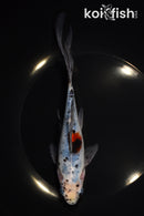 7.75" SHUBUNKIN GOLDFISH