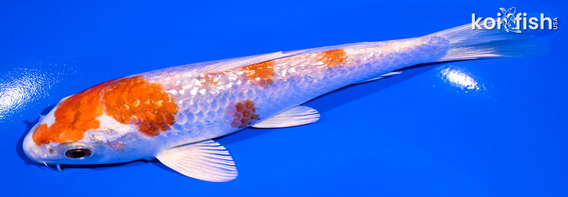 5.75" GINRIN HARIWAKE