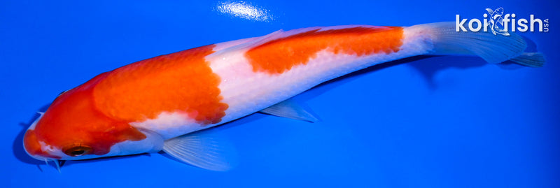 7" NIDAN KOHAKU
