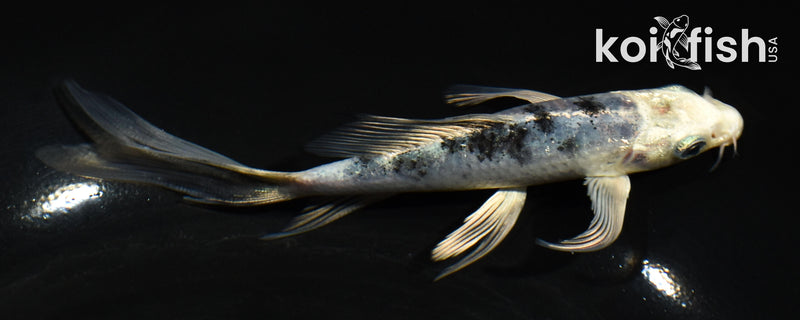 5" YAMATO NISHIKI BUTTERFLY