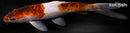 9" BUDO GOROMO