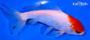 5" HOODED SARASA WAKIN GOLDFISH