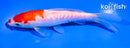 5.5" DOITSU KOHAKU