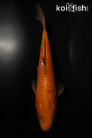 5.75" CHAGOI