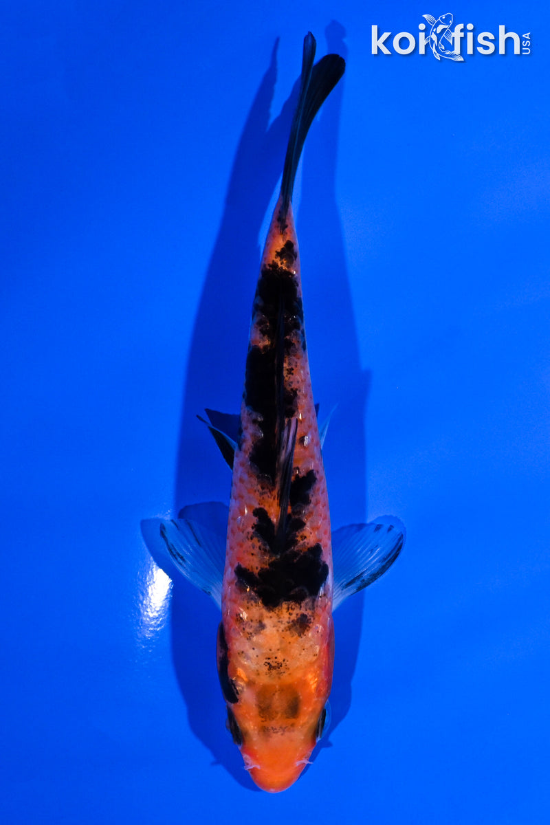 5.25" AKA SANKE