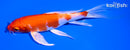 5.75" HARIWAKE BUTTERFLY