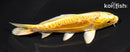 6" DOITSU YAMABUKI OGON