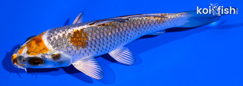 4.5" BENI GINGA