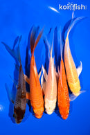 PACK OF (5) 4.5-6" BUTTERFLY KOI