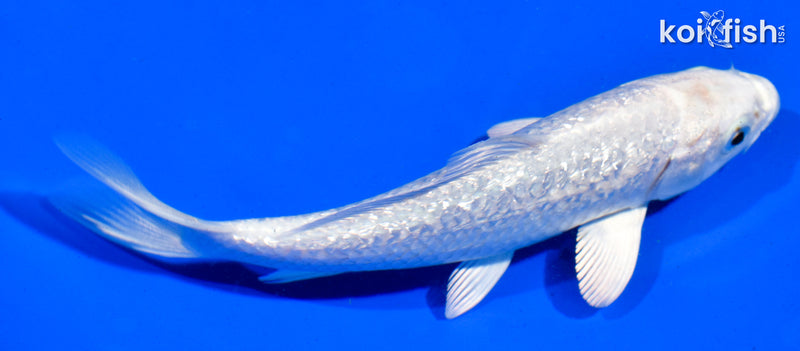 5.5" GINRIN PLATINUM OGON