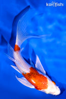 5.5" YAMATO NISHIKI BUTTERFLY