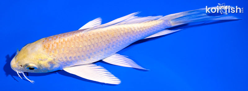 5.5" YAMABUKI OGON BUTTERFLY