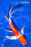 7.75" HARIWAKE BUTTERFLY