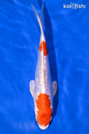 8.5" GINRIN HARIWAKE