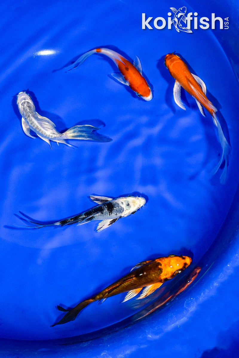 PACK OF (5) 3-4" BUTTERFLY KOI