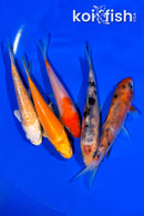 PACK OF (5) 4-4.25" STANDARD KOI