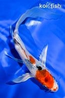 6" YAMATO NISHIKI BUTTERFLY