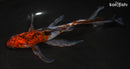 7.5" SHUBUNKIN GOLDFISH
