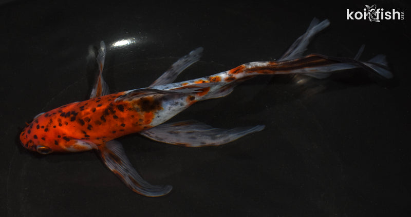 7.5" SHUBUNKIN GOLDFISH