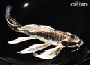 9.75" KIKOKURYU BUTTERFLY