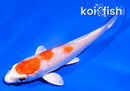 4" HARIWAKE