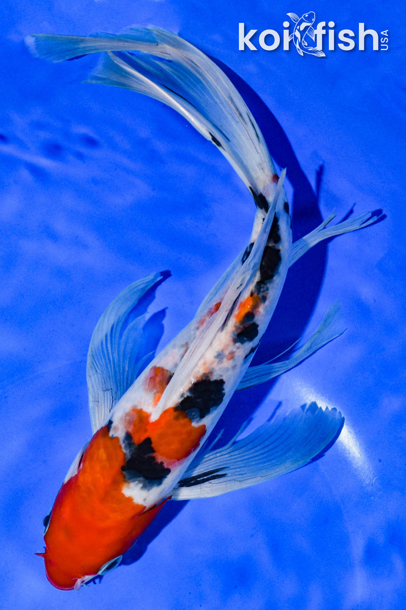 10" SANKE BUTTERFLY