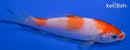 4.25" KOHAKU