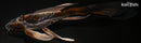 10" BENI KIKOKURYU BUTTERFLY