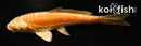 4" DOITSU ORENJI OGON