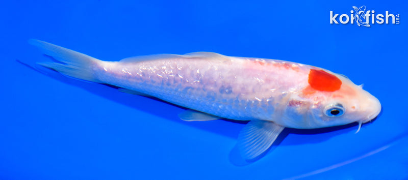 7.5" GINRIN MARUTEN KOHAKU