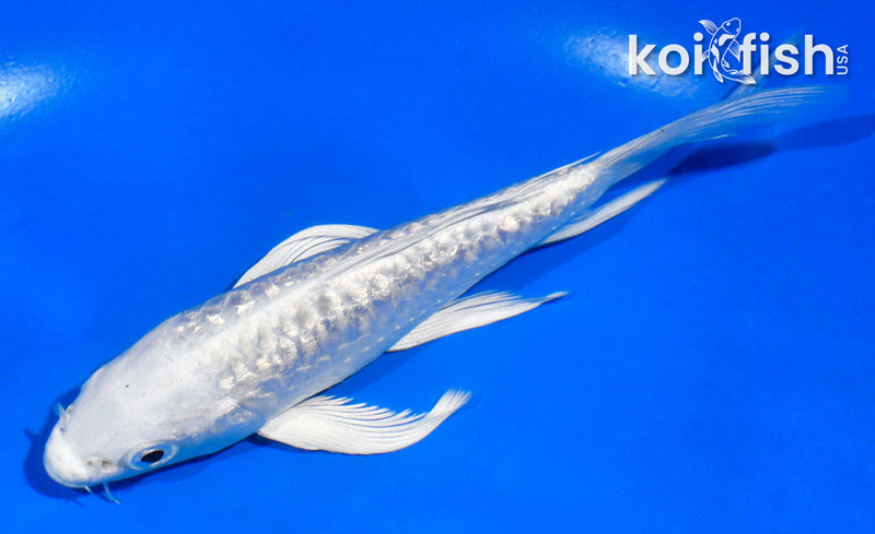 4.5" DOITSU GINRIN PLATINUM OGON BUTTERFLY