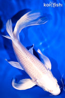 7.5" PLATINUM OGON BUTTERFLY