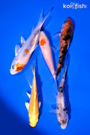 PACK OF (5) 3.5-4.5" STANDARD KOI