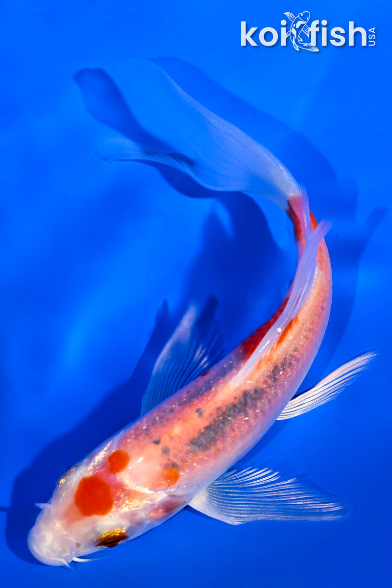 5" YAMATO NISHIKI BUTTERFLY