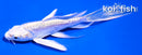 5" DOITSU PLATINUM OGON BUTTERFLY