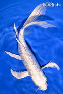 10.25" GINRIN PLATINUM OGON BUTTERFLY