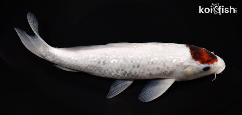 9.75" GINRIN TANCHO GOROMO